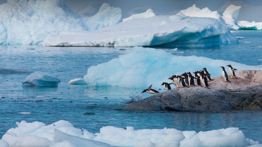 Gentoo penguins, Antarctica