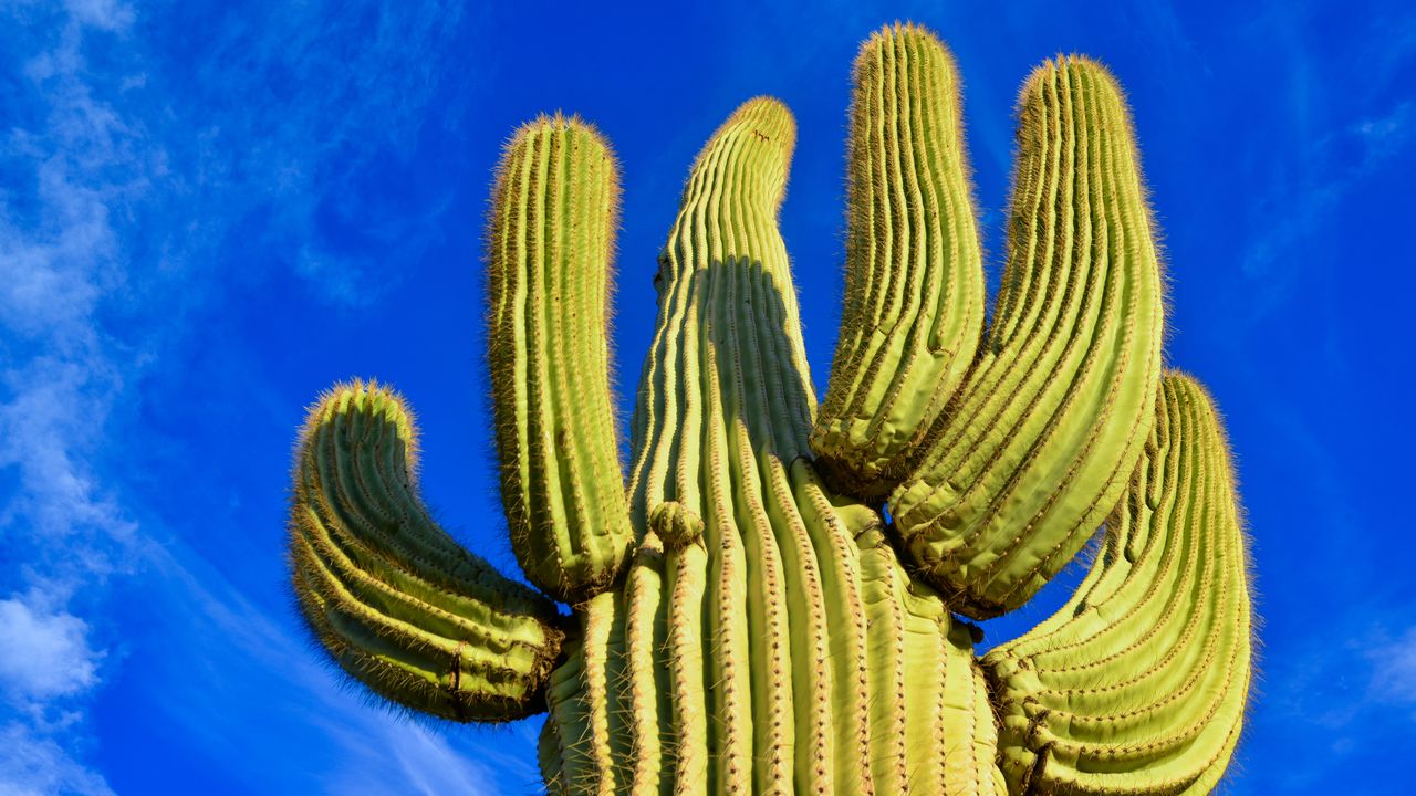 Tower of thorns