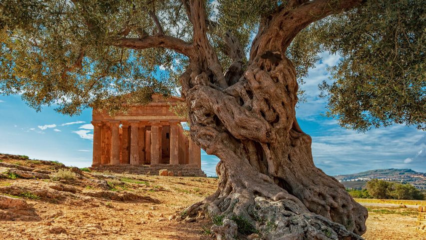 Ein Olivenbaum vor dem Concordia-Tempel in Agrigent, Sizilien, Italien