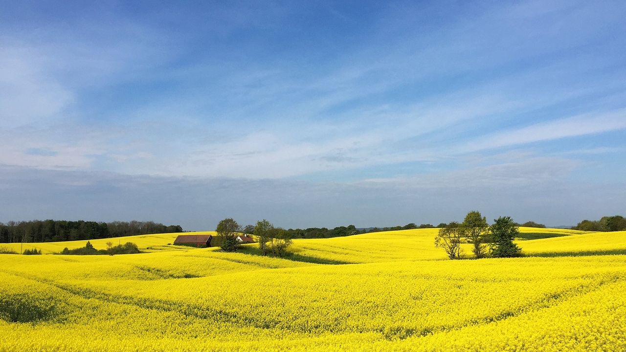 Holy canola