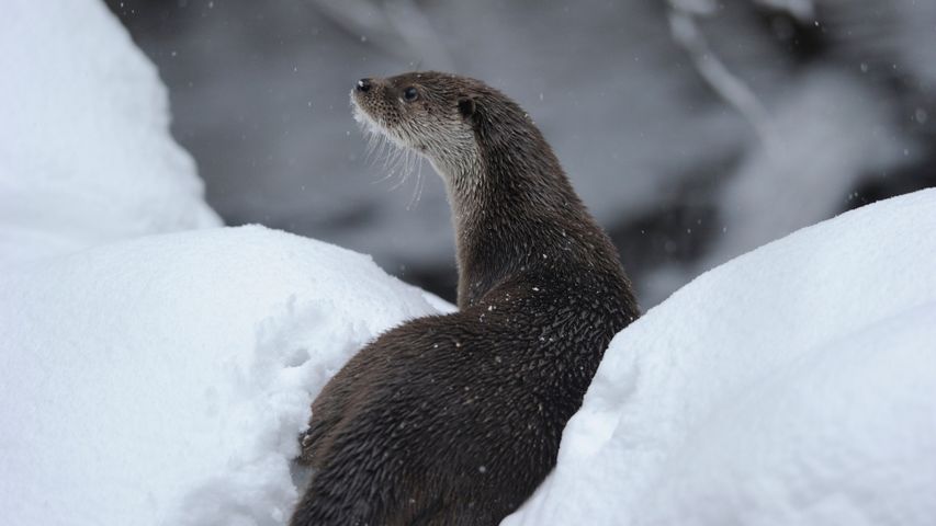 Otters Windows 10 Theme