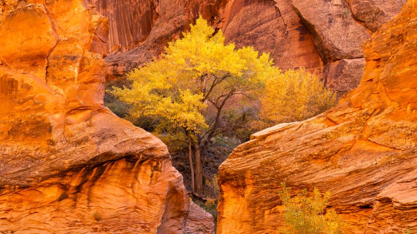 Cottonwood-Bäume und roter Sandstein in der Coyote Gulch, Glen Canyon National Recreation Area, Utah, USA