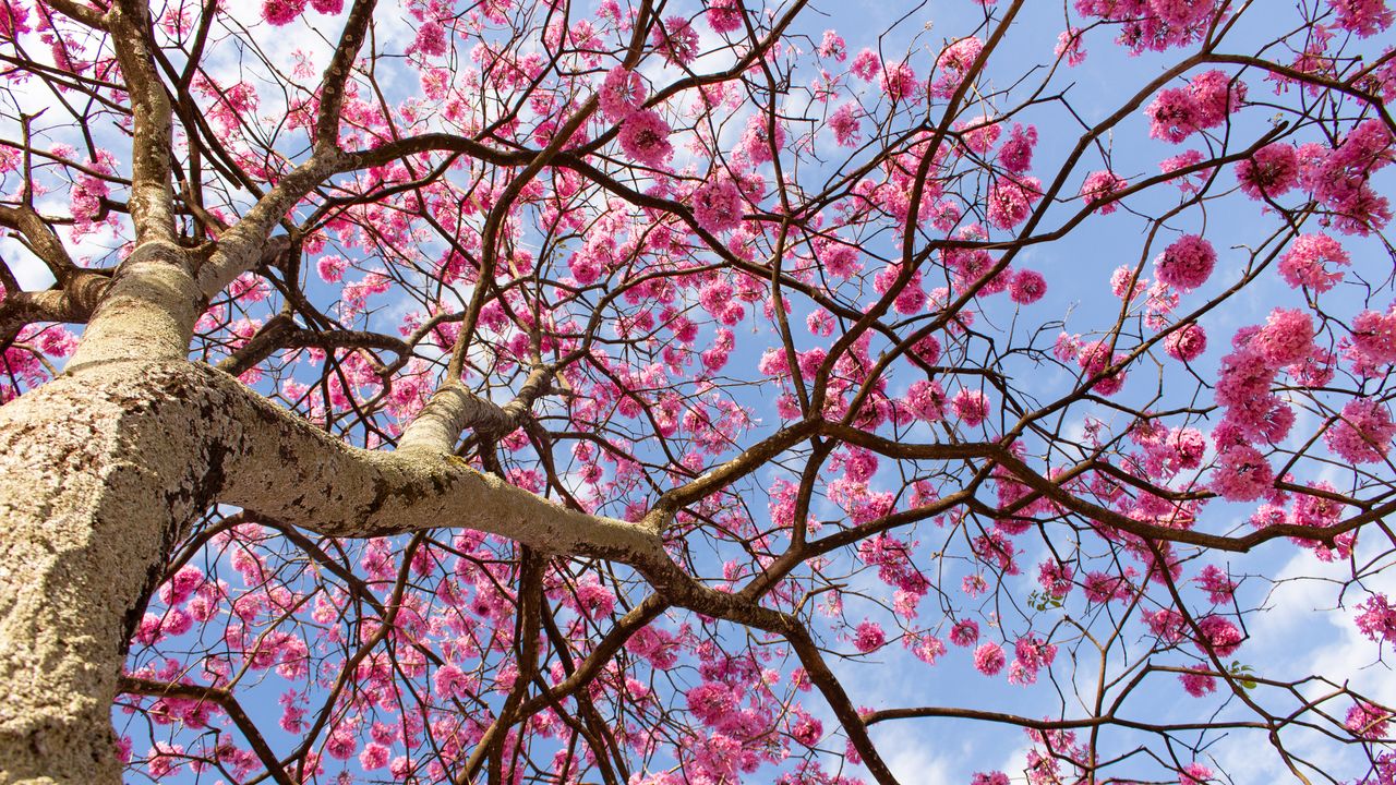Vista de baixo ângulo de uma árvore com flores cor-de-rosa contra o céu, Distrito Federal
