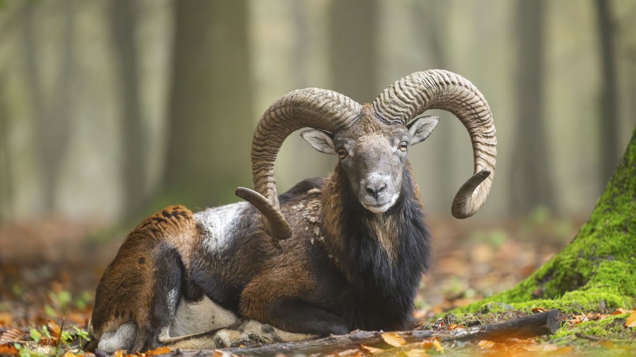 Europäisches Mufflon (Widder) im Herbstwald, Bayern
