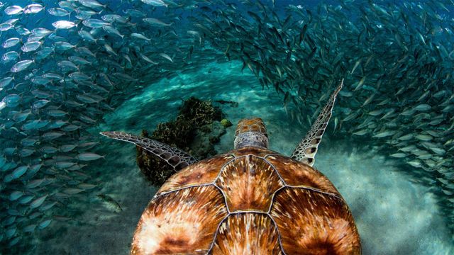 「イワシの群れとアオウミガメ」キュラソー島, プラヤ・グランデ
