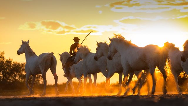Cowboy accompagnant une harde de chevaux sauvages, Camargue, France