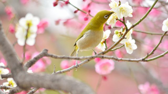 梅の枝に止まるメジロ