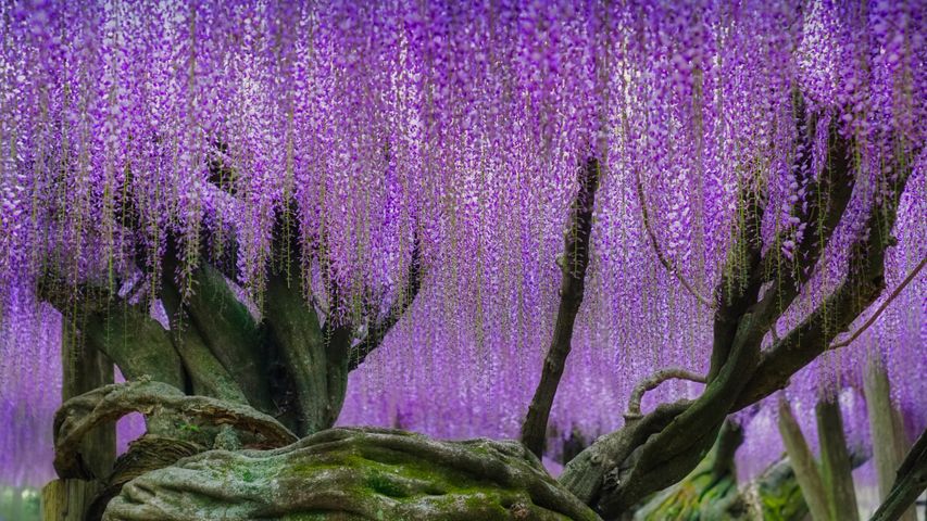 河内藤园里梦幻的紫藤花，日本北九州市
