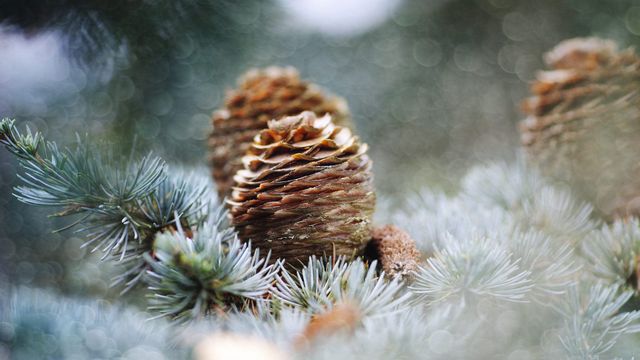 Pine cones, Netherlands
