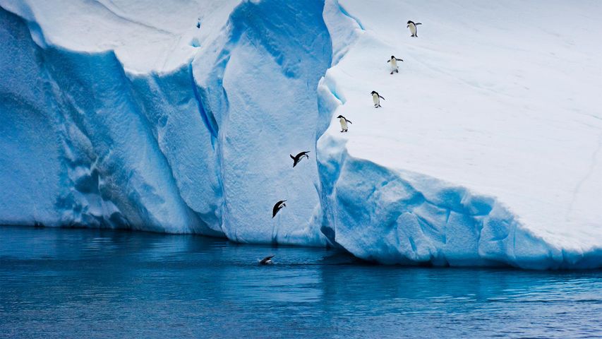 Manchots Adélie plongeant d’un iceberg en Antactique