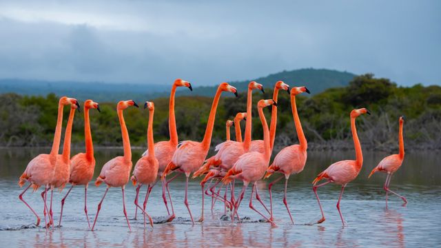 Flock of American flamingos, Isabela Island, Galápagos Islands, Ecuador
