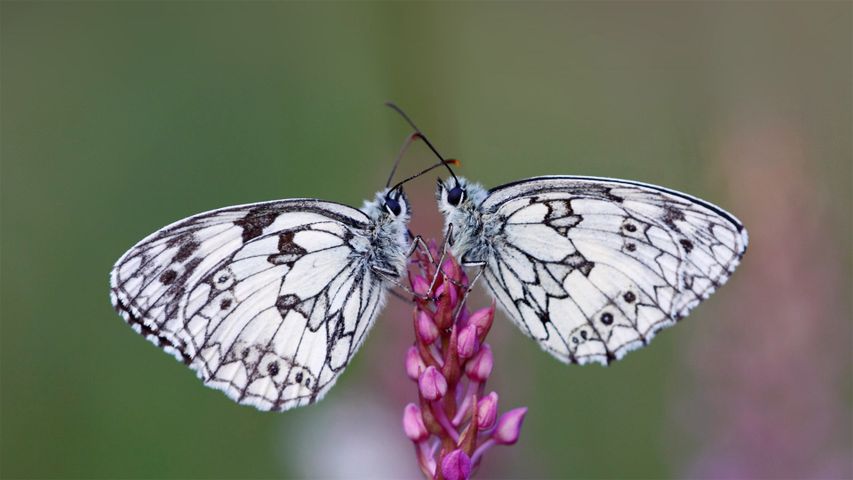 一对加勒白眼蝶落在花上，法国阿尔萨斯