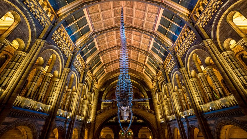 Esqueleto de baleia azul chamada Hope, Museu de História Natural, Londres, Inglaterra