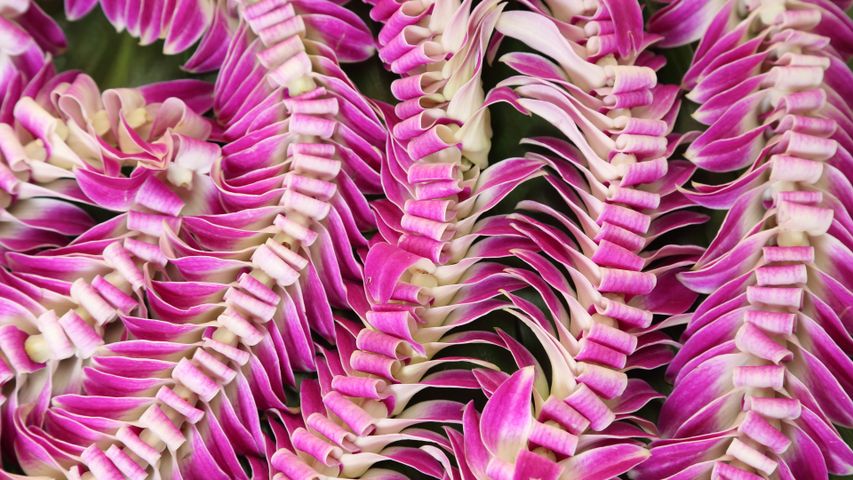 Colliers de fleurs hawaïens