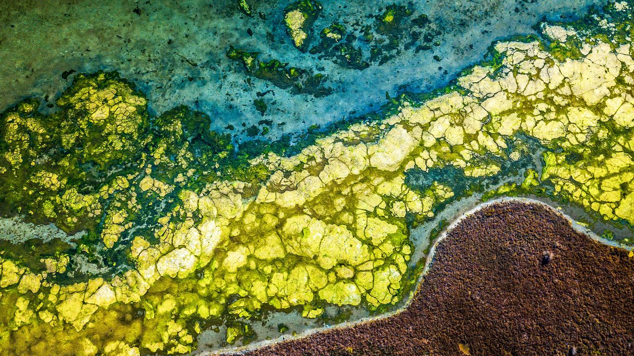 A brackish bloom