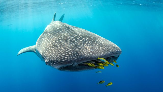 Whale shark and golden trevally, Cenderawasih Bay, West Papua, Indonesia