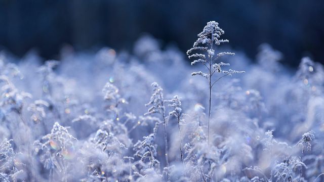 Samenköpfe der Kanadischen Goldrute im Raureif im Morgenlicht, Wasgau, NP Pfälzerwald, Biosphärenreservat Pfälzerwald-Nordvogesen, Rheinland-Pfalz