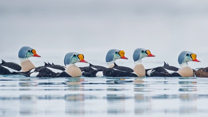 Eider royaux mâles nageant dans le comté de Troms og Finnmark, Norvège