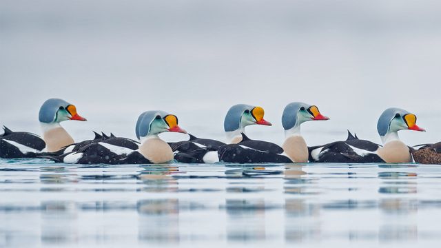 Machos de eider real en Troms og Finmark, Noruega